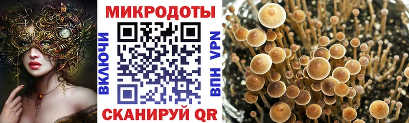 mega онион  закладка  Саратов  Галлюциногенные грибы Psilocybine cubensis 